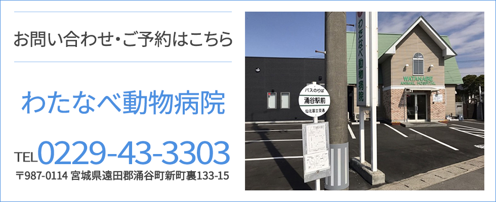 わたなべ動物病院